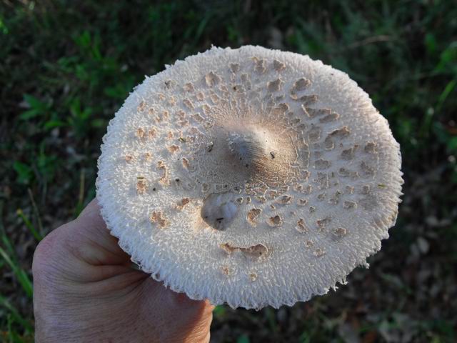 determinazione 4 (Macrolepiota sp.)